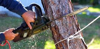 Best Tree Disease Treatment  in Lakeland, GA