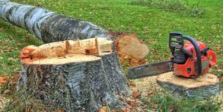 Best Tree Mulching  in Lakeland, GA