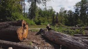 Best Storm Damage Tree Cleanup  in Lakeland, GA
