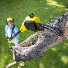 Best Tree and Shrub Care  in Lakeland, GA