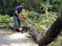 Best Utility Line Clearance  in Lakeland, GA