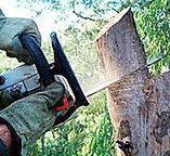 Best Tree Risk Assessment  in Lakeland, GA