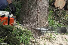 Best Tree Removal  in Lakeland, GA