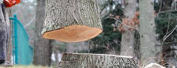 Best Tree Trimming and Pruning  in Lakeland, GA