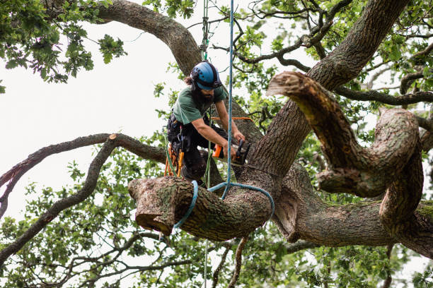 Trusted Lakeland, GA Tree Care Experts