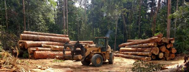 Best Tree Preservation Services  in Lakeland, GA