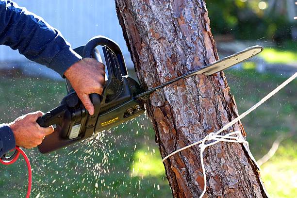 Best Lawn Watering Services  in Lakeland, GA