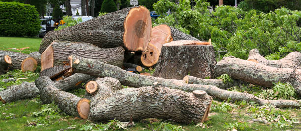 Best Tree Maintenance Programs  in Lakeland, GA
