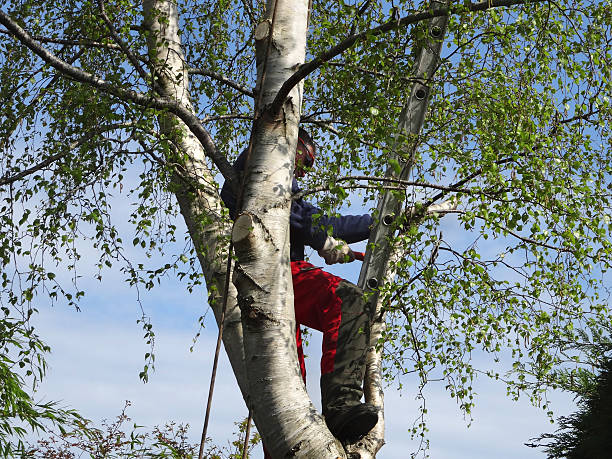 How Our Tree Care Process Works  in  Lakeland, GA