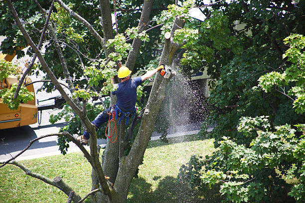  Lakeland, GA Tree Care Pros