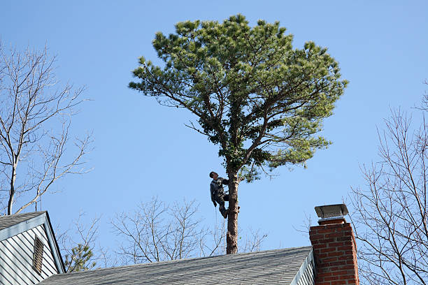 Best Soil Testing and Treatment  in Lakeland, GA