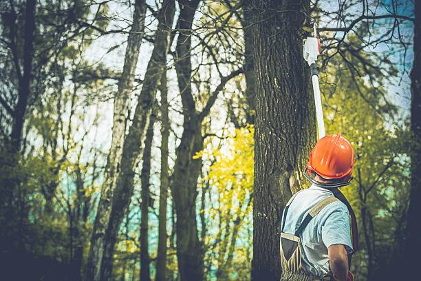 Best Tree Fertilization  in Lakeland, GA